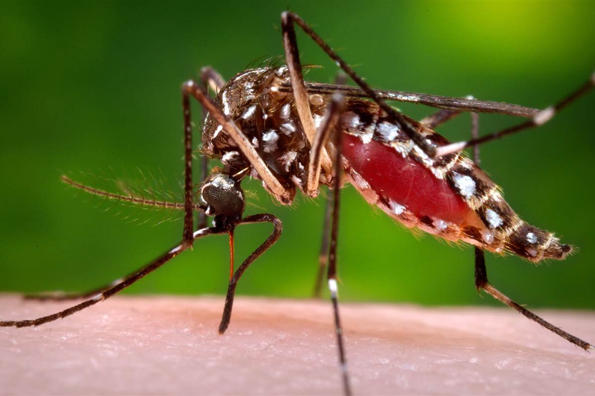 Muỗi vằn Aedes có phần chân, thân bụng với khoang đen trắng rõ rệt.